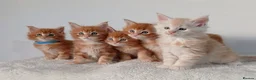 Maine Coon cats for sale: Sweet and Beautiful Pure Breed Maine Coon Kittens - Advert 1