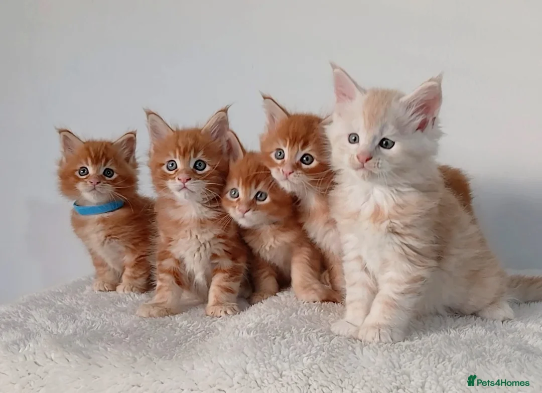 Maine Coon cats for sale: Sweet and Beautiful Pure Breed Maine Coon Kittens - Advert 1