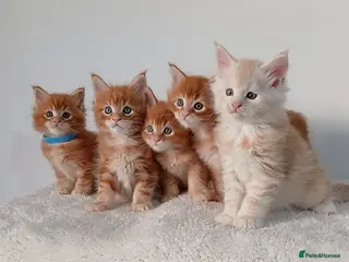 Maine Coon cats Sweet and Beautiful Pure Breed Maine Coon Kittens - Advert 1