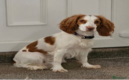 Cocker Spaniel dogs for sale: Beautiful Working Cocker Spaniel Puppies  - Image 6