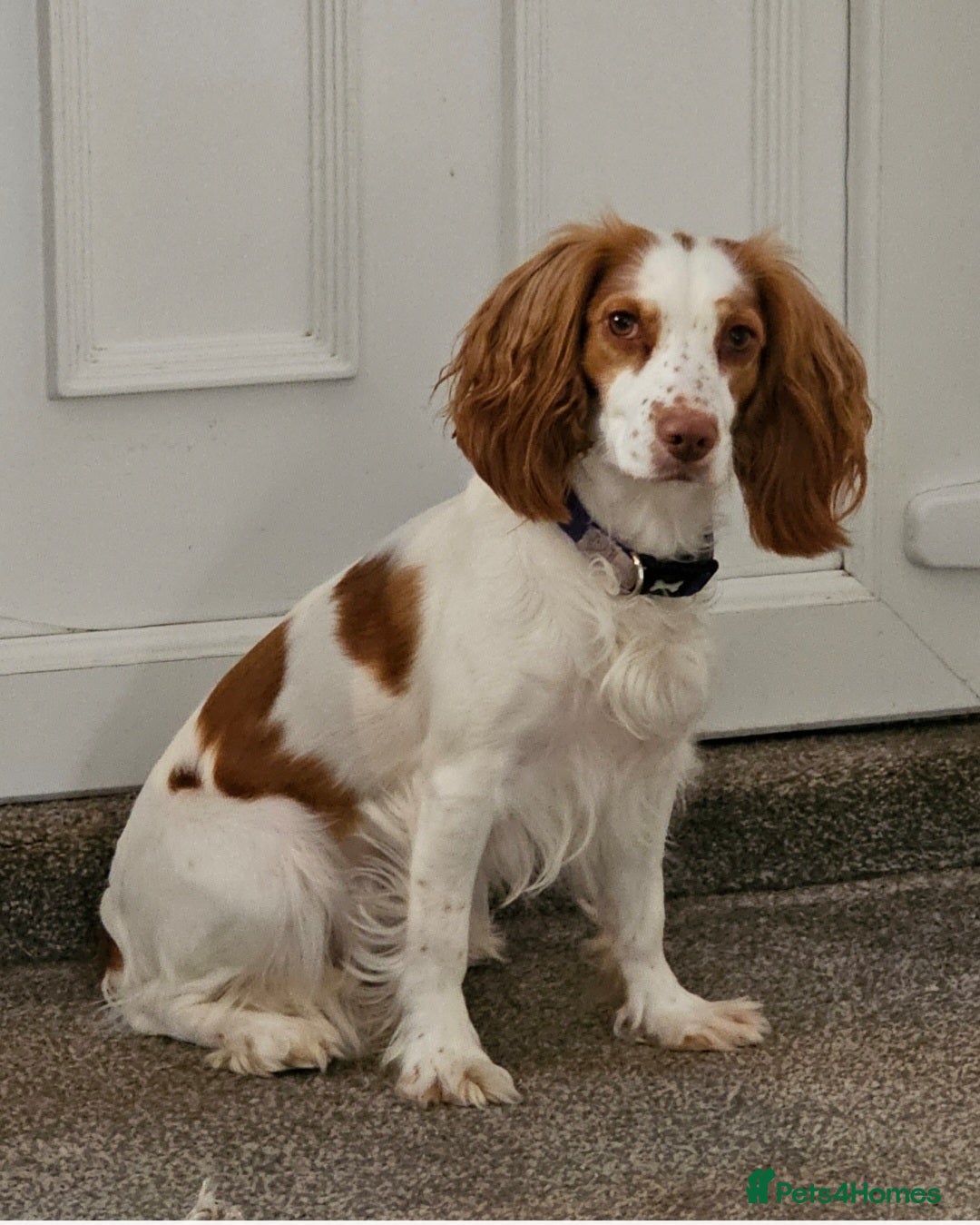 Cocker Spaniel dogs for sale: Beautiful Working Cocker Spaniel Puppies  - Image 6