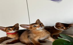 Abyssinian cats for sale: Last 3 kittens left ♥️💙 - Image 4