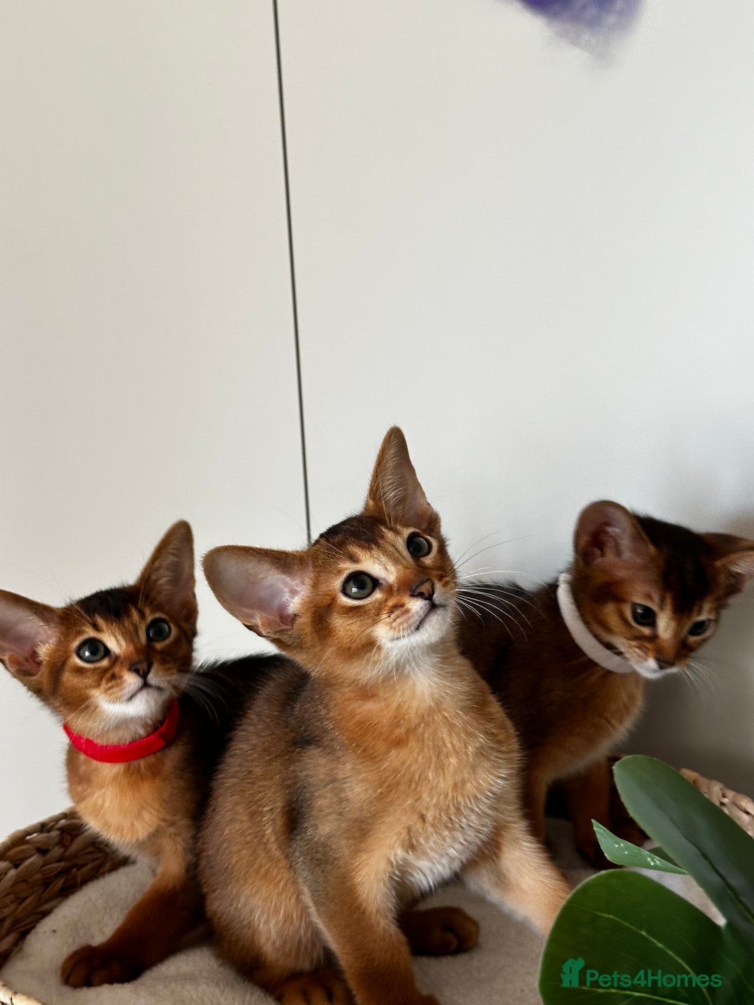 Abyssinian cats for sale: Last 3 kittens left ♥️💙 - Image 4