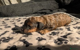 Cavapoo dogs for sale: One gorgeous cavapoo brown boy left ❤️ - Advert 7