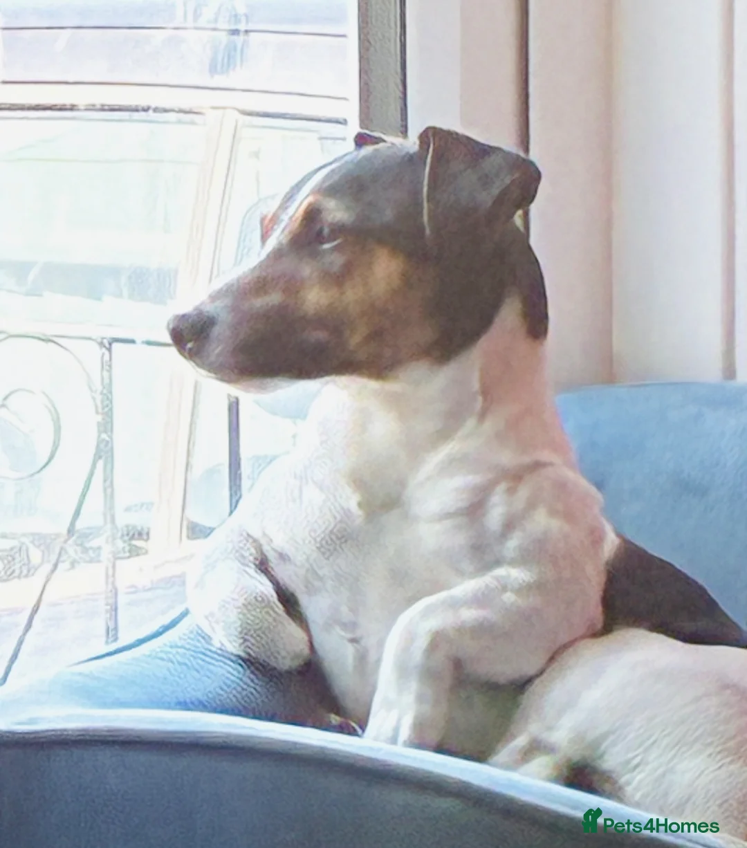Jack Russell dogs for stud: Jack Russell for stud  - Advert 2