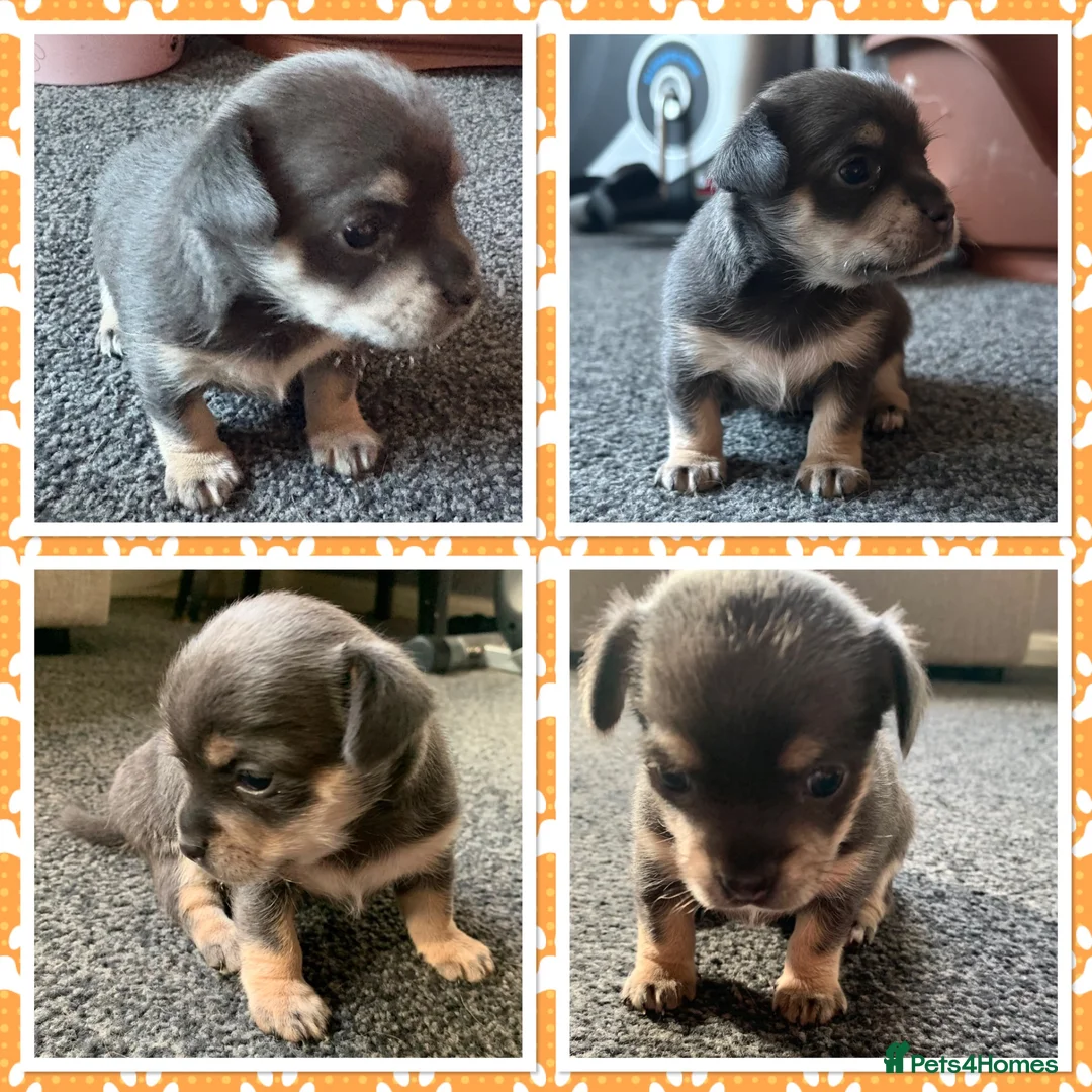 Chihuahua dogs for sale: Lovely Blue Tri Girl  - Advert 4