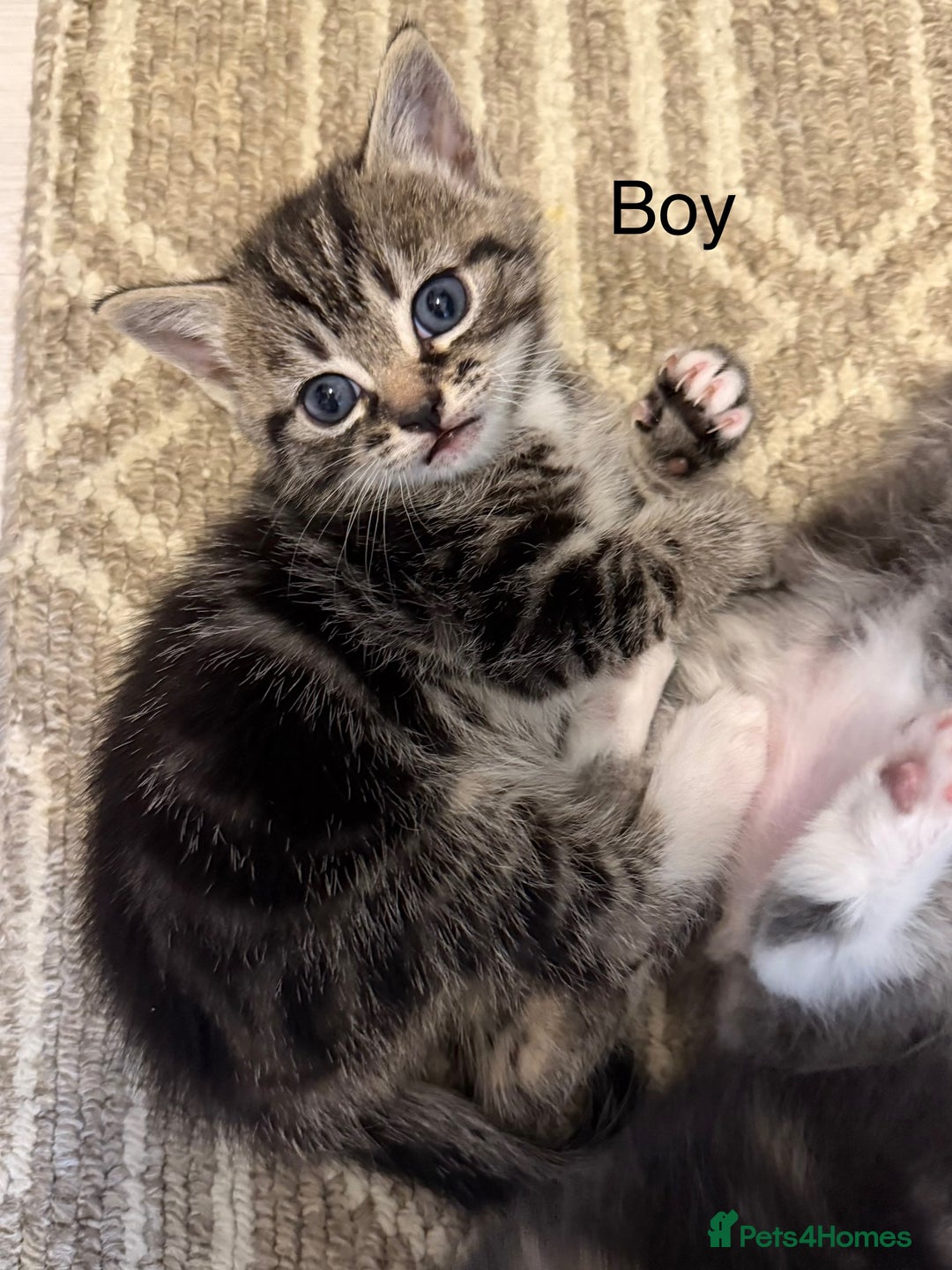 Mixed Breed cats for sale: Adorable kittens  - Image 8