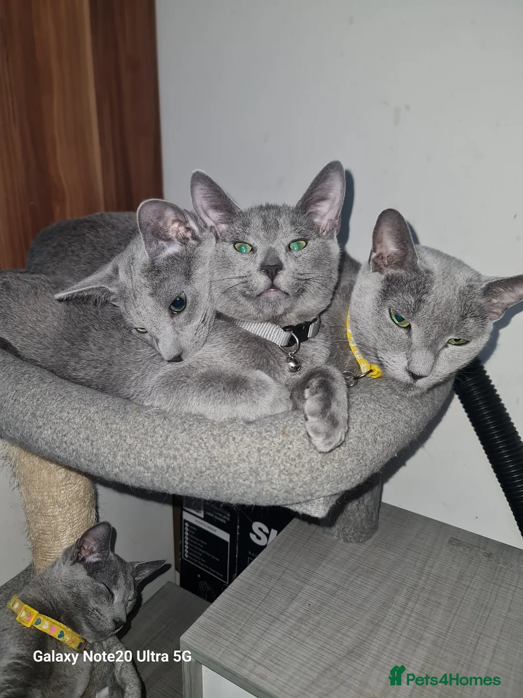 Russian Blue cats for sale: Stunning Russian Blue kittens-pure Pedigree - Advert 3