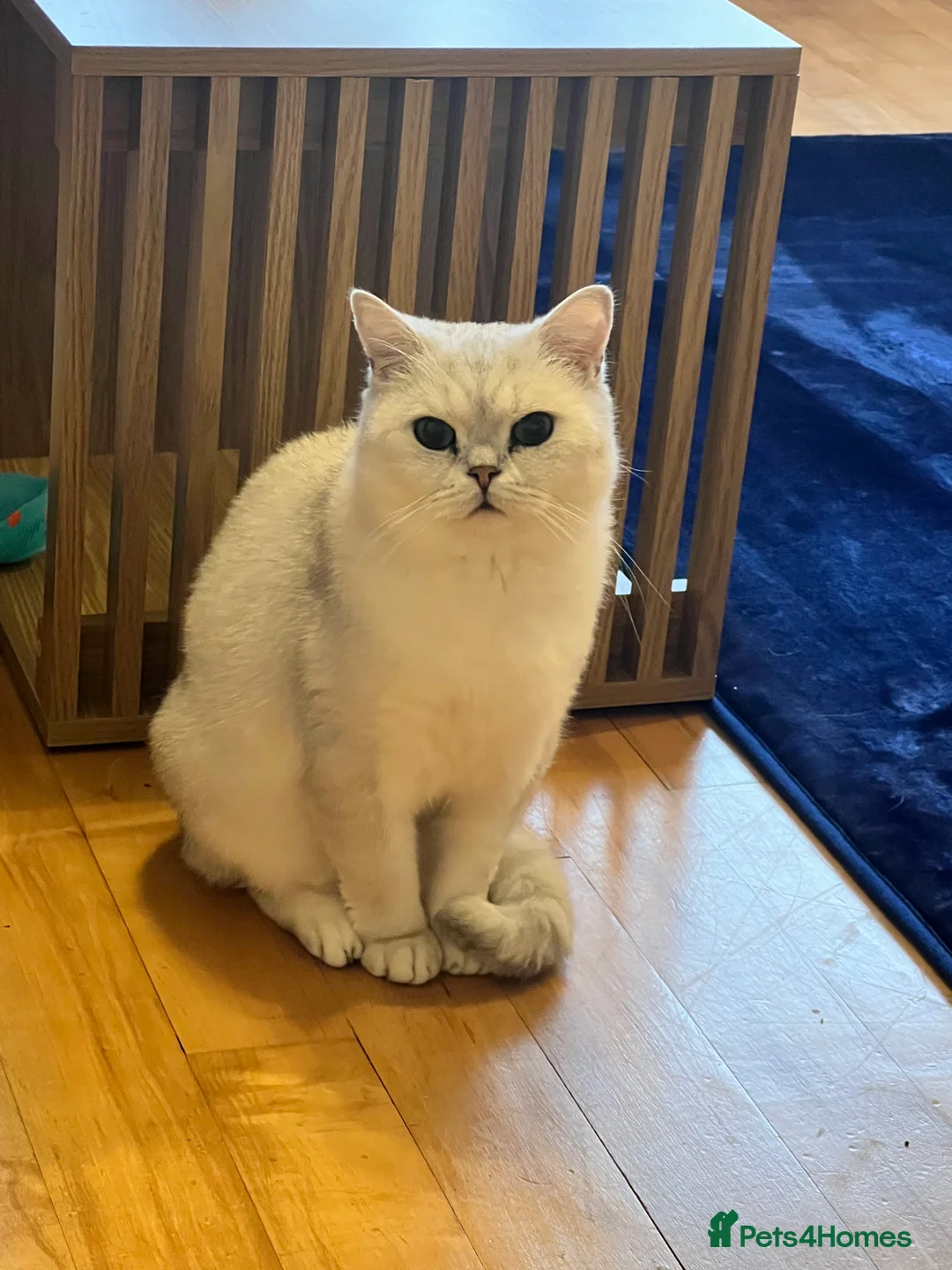 British Shorthair cats for sale: White British Shorthair Cat in Newport - Advert 6