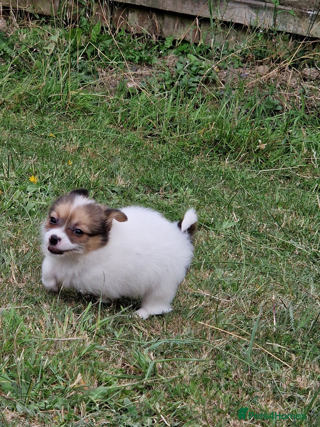 Mixed Breed dogs for sale: Jack Russel x pomeranian - Image 9