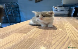 Ragdoll cats for sale: Ragdoll x - Image 1