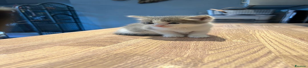 Ragdoll Kitten 2