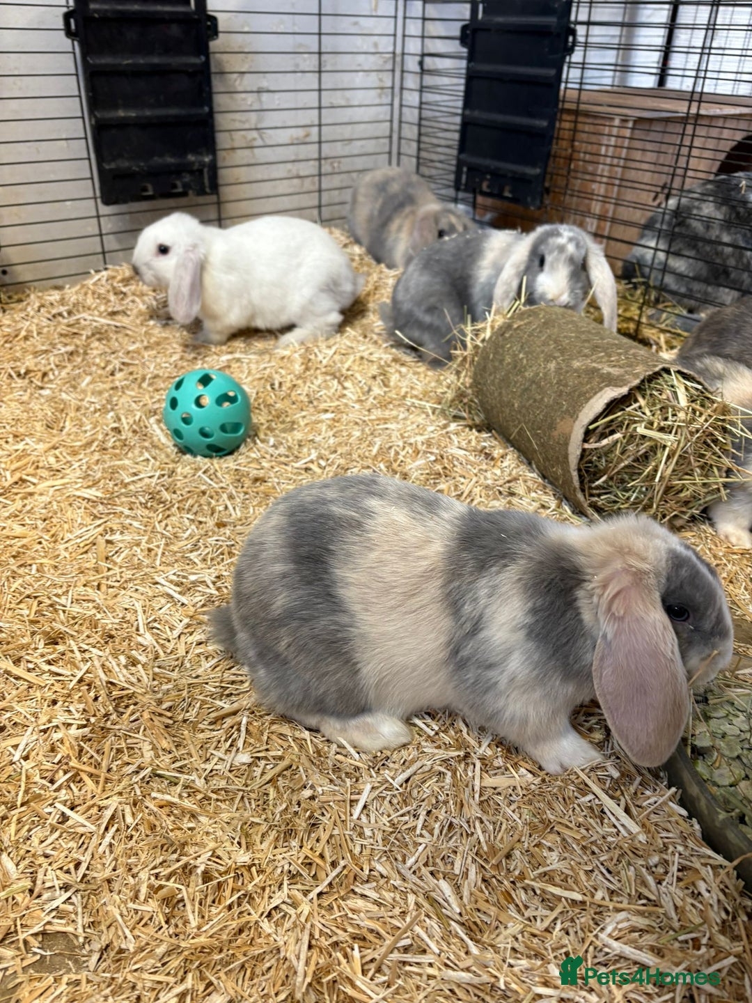 Mini Lop rabbits for sale: 🐰 Beautiful Mini Lop Ear Rabbits Available🐰 - Advert 3