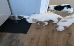 Cavapoo dogs for sale: 2 beautiful females needing a forever home ASAP!!! - Image 6