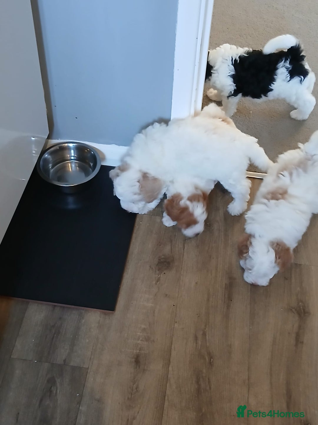 Cavapoo dogs for sale: 2 beautiful females needing a forever home ASAP!!! - Image 6