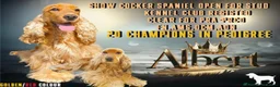Cocker Spaniel dogs for sale: Golden show cocker spainels pups in Haywards Heath - Advert 23