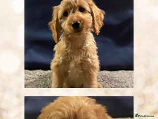 Golden Retriever dogs Beautiful field retriever x mini poodle Puppies - Advert 3