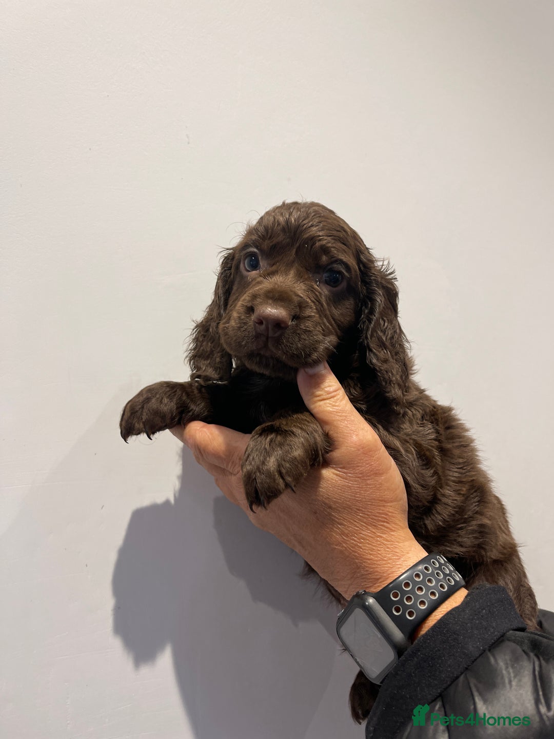 Cocker Spaniel dogs for sale: Stunning cocker spaniel puppies  - Image 10