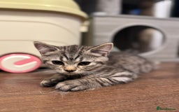 British Shorthair cats for sale: Pure BSH Kittens (available for breeding) in London - Image 33