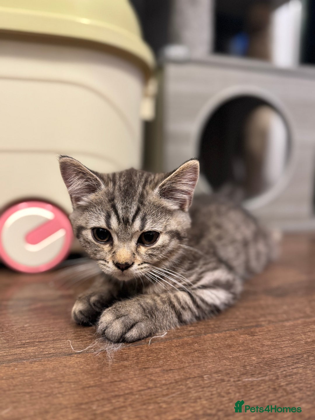 British Shorthair cats for sale: Pure BSH Kittens (available for breeding) in London - Image 33