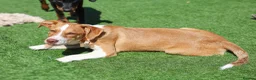 Mixed Breed dogs for adoption: Little Lad Loxy in Hook - Advert 14