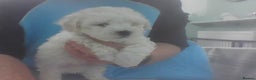 Bichon Frise dogs for sale: KC. REG BICHON FRISE PUPS - Advert 18