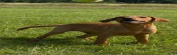 Labrador Retriever dogs for sale: Fox Red Labradors Puppies- Ready To Go - Advert 1