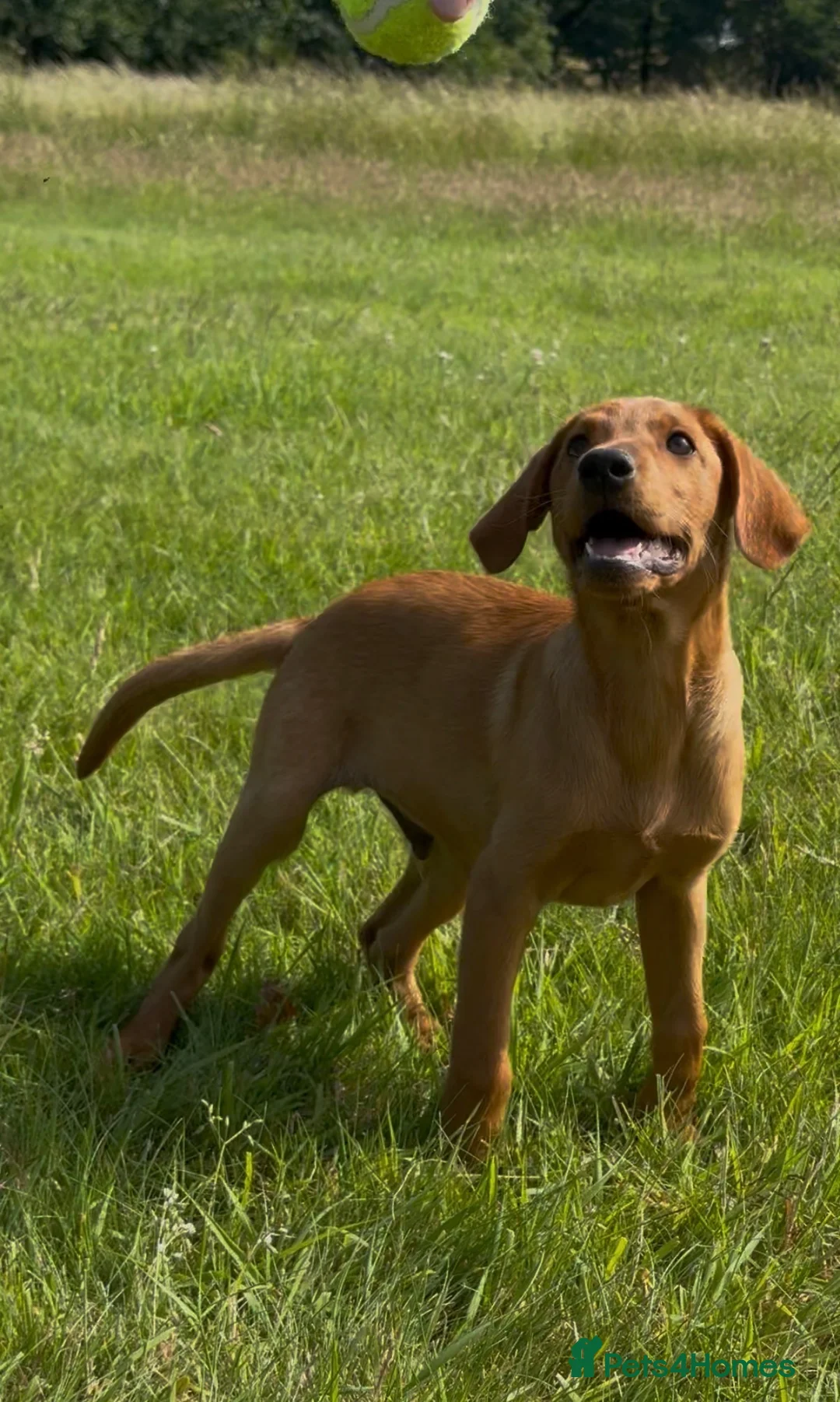 Labrador Retriever dogs for sale: Fox Red Labradors Puppies- Ready To Go - Advert 1