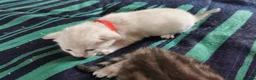 Bengal cats for sale: Beautiful Bengal Kittens - Advert 4
