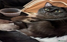 Ragdoll cats for sale: Beautiful ⅞ ragdoll kitten DNA tested clean - Image 7