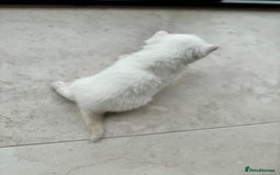 British Shorthair cats for sale: PEDIGREE BRITISH SHORTHAIR KITTENS COLOURPOINT - Image 5