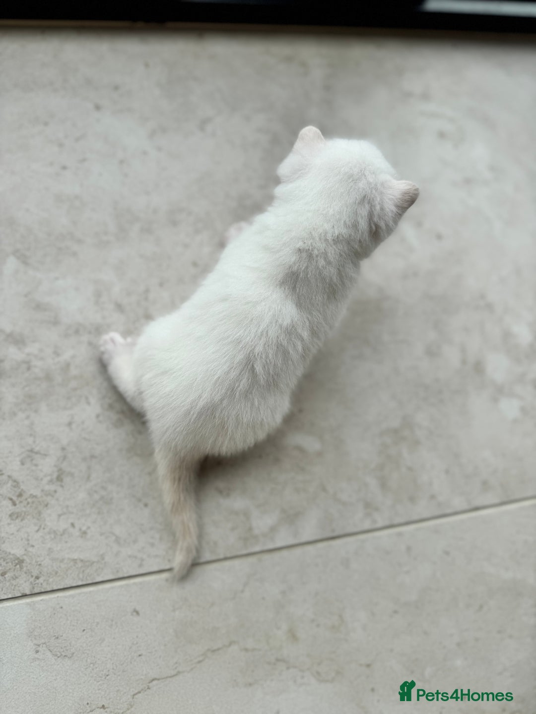 British Shorthair cats for sale: PEDIGREE BRITISH SHORTHAIR KITTENS COLOURPOINT - Image 5