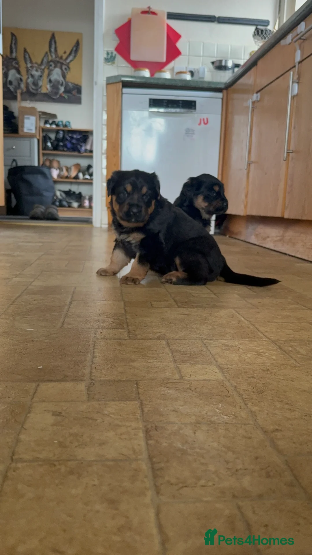 Mixed Breed dogs for sale: The best breed in the world  - Advert 11