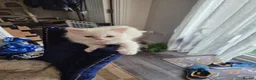 Ragdoll cats for sale: Four gorgeous Ragdoll kittens  - Advert 10
