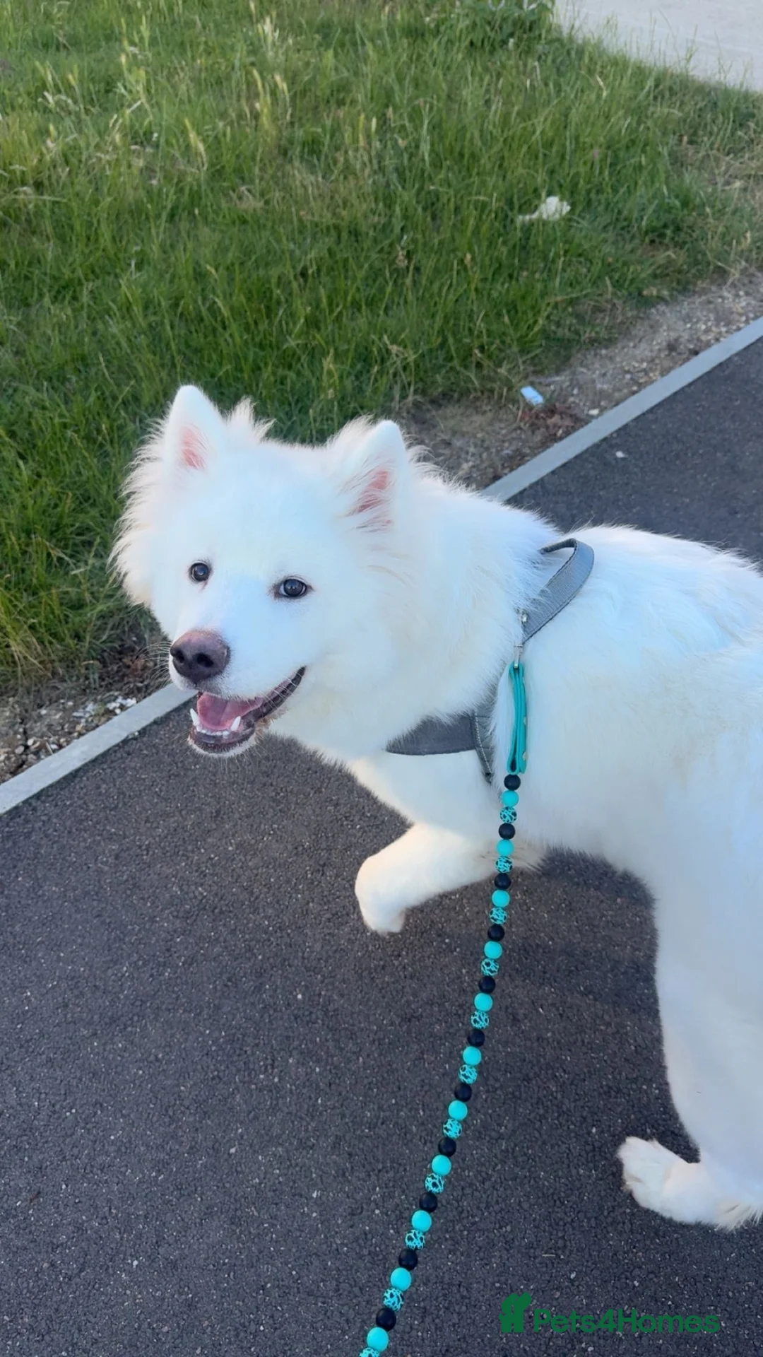 Akita dogs for sale: Beautiful male Akita  - Advert 5