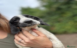 Springador dogs for sale: Springador puppies for sale  - Image 1