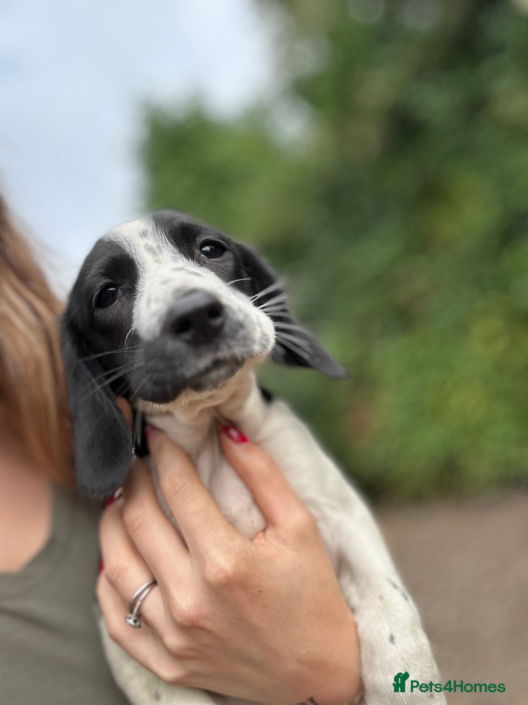 Springador dogs for sale: Springador puppies for sale  - Image 1