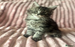 Maine Coon cats for sale:  TICA Maine Coon Kittens Ready for  **  🎁  - Advert 12