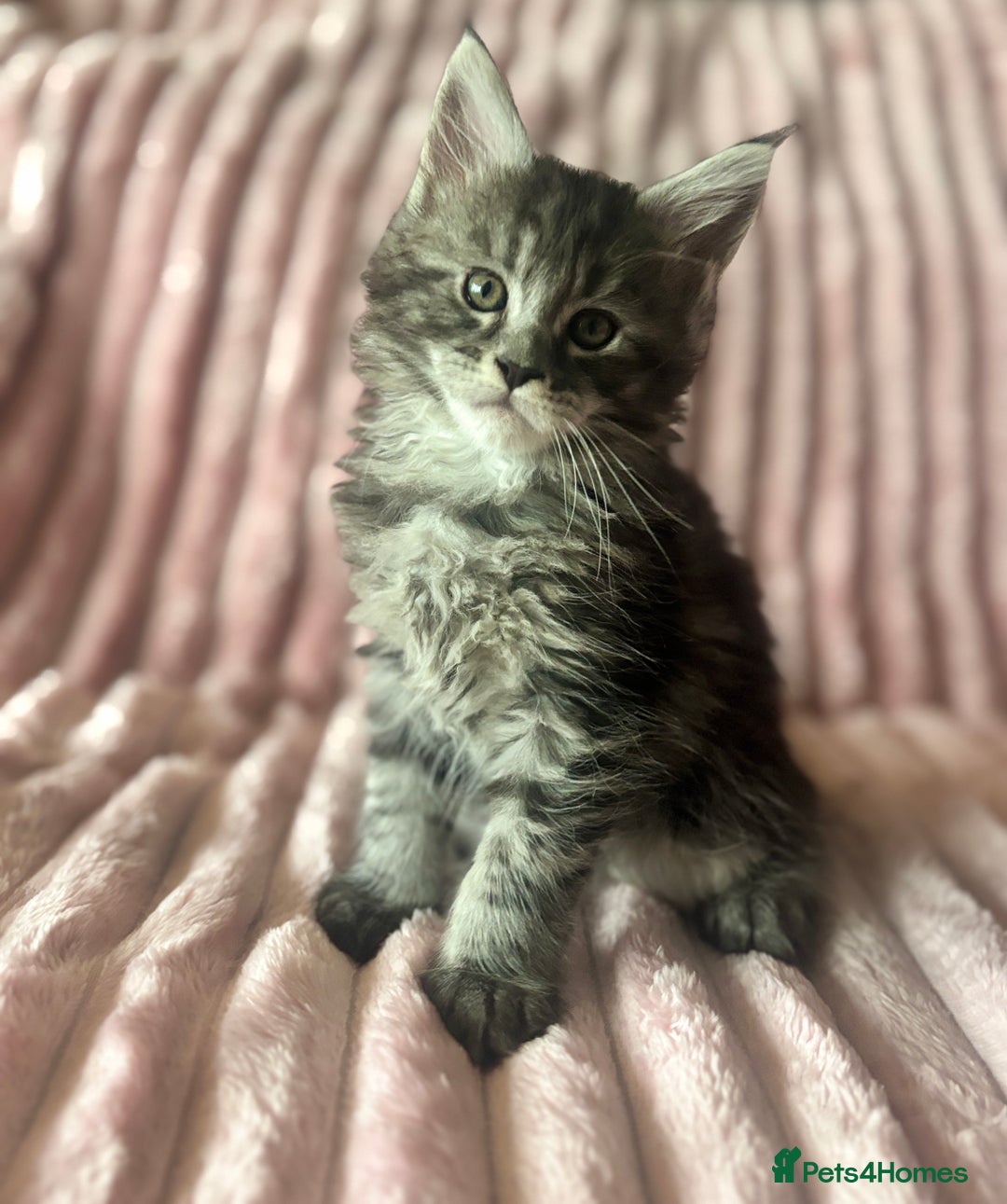Maine Coon cats for sale:  TICA Maine Coon Kittens Ready for  **  🎁  - Advert 12