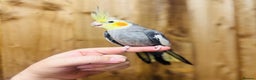 Cockatiels birds for sale: Cocktails  - Advert 4