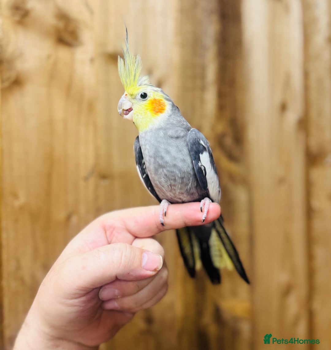 Cockatiels birds for sale: Cocktails  - Advert 4