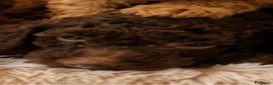 Poodle 2