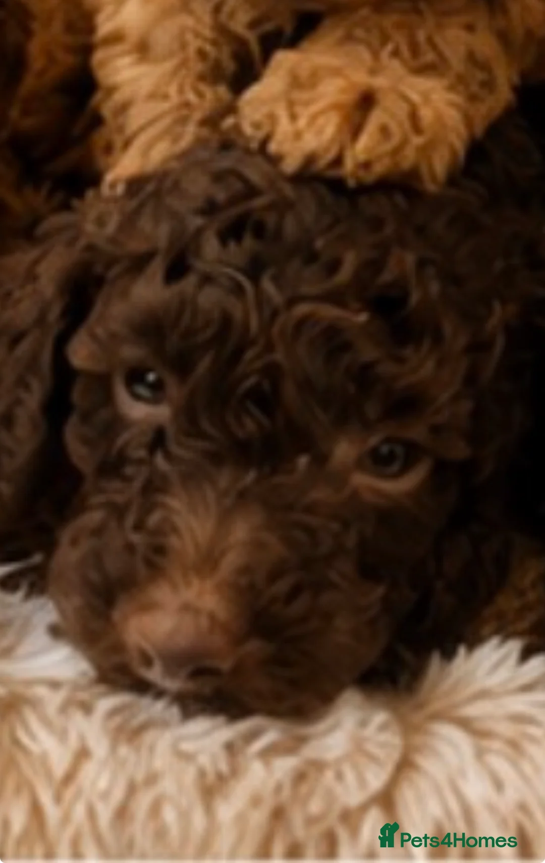 Poodle dogs for sale: Beautiful Toy poodles 🥰  carrying Chocolate - Advert 2