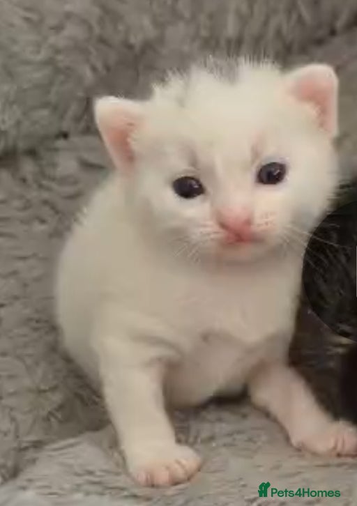 British Shorthair cats Grey tabby & white kittens available from 2nd July - Advert 2