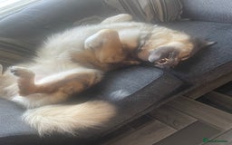 Saarloos Wolfdog dogs for stud: For stud - Image 2