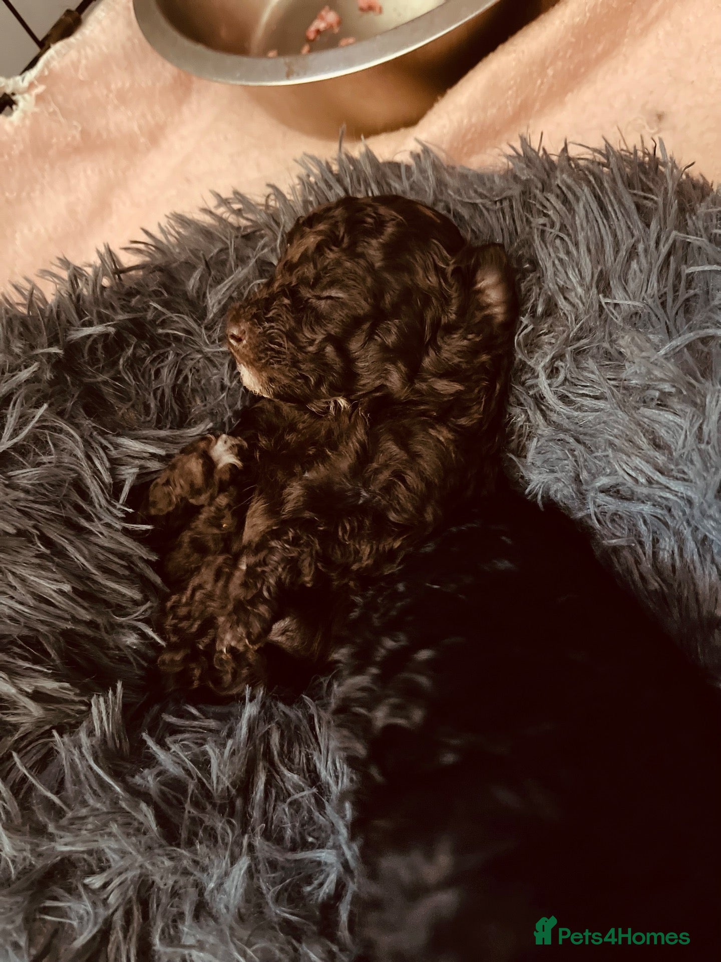 Miniature Poodle dogs 5 star Miniature poodle puppies  - Advert 1