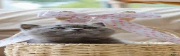 British Shorthair cats for sale: Beautiful Blue Girl Kitten - Reg & Licensed - Advert 3