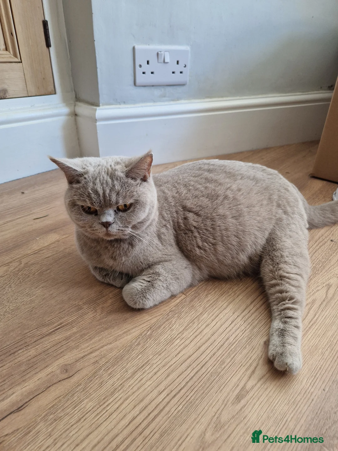 Mixed Breed cats for sale: Ragdoll cross British kittens  in Plymouth - Advert 19