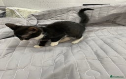 Bengal cats for sale: Beautiful female black and white kittenn - Image 7