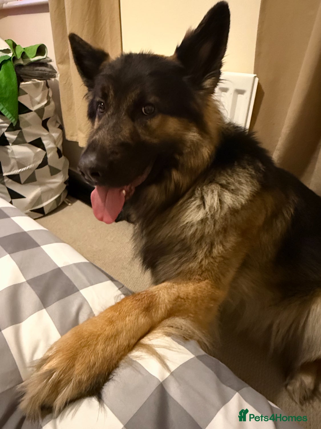 German Shepherd dogs 2 year old beautiful male for sale ovno  - Advert 10